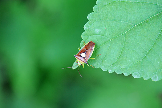 zaki-20130808-esakimonkitsunokamemushi.jpg