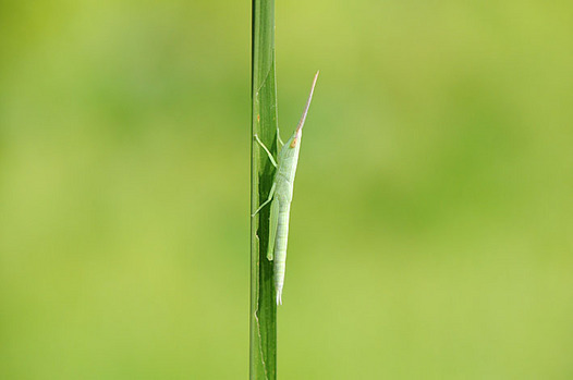 zaki-20130809-shoryobatamodoki.jpg