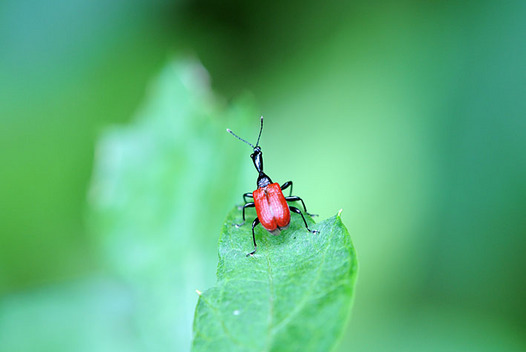 zaki-20130813-otoshibumi.jpg
