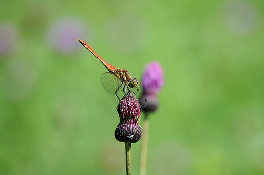 zaki-20130814-akiakane.jpg