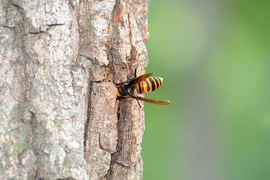zaki-20130815-oosuzumebachi.jpg
