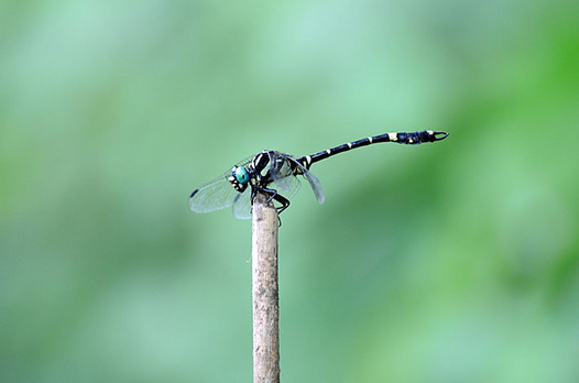 zaki-20130816-onagasanae.jpg