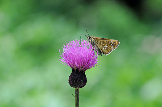 zaki-20130816-oochabaneseseri.jpg