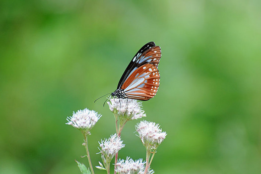 zaki-20130817-asagimadara.jpg