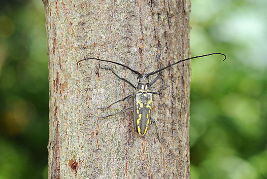 zaki-20130817-shirosujikamikiri.jpg