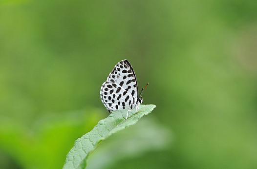 zaki-20130818-goishishijimi.jpg