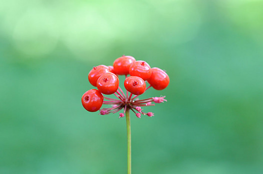 zaki-20130818-tochibaninjin-mi.jpg