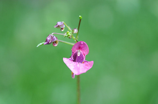 zaki-20130818-tsurifuneso.jpg