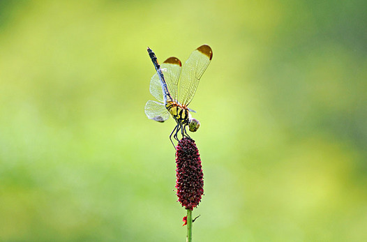 zaki-20130819-noshimetonbo.jpg