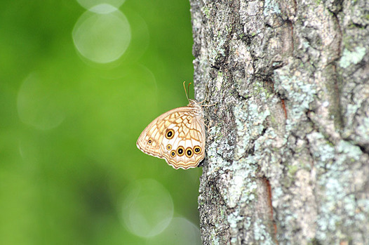 zaki-20130820-kimadaramodoki.jpg