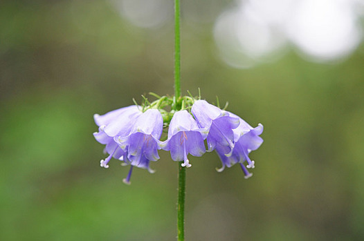 zaki-20130820-tsuriganeninjin.jpg