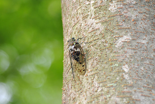 zaki-20130821-minminzemi.jpg
