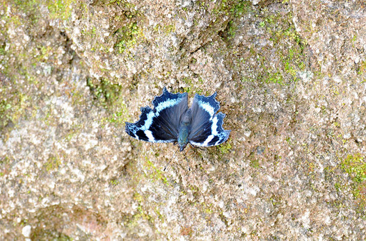 zaki-20130822-ruritateha.jpg