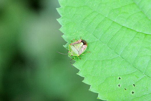zaki-20130824-chabaneaokamemushi.jpg
