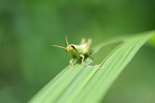 zaki-20130824-tsuchiinago-yochyu.jpg