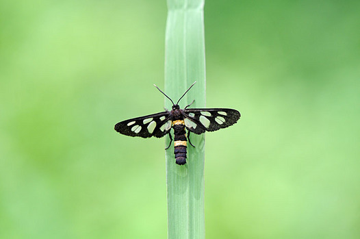 zaki-20130826-kanokoga.jpg