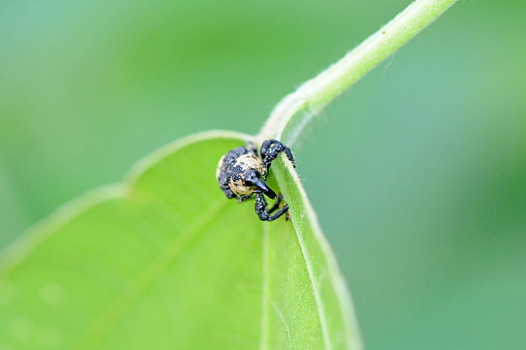 zaki-20130828-ojiroashinagazomushi.jpg