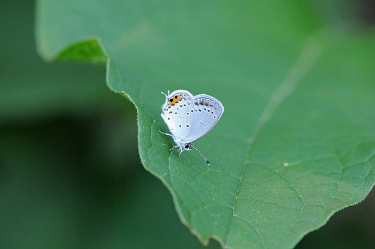 zaki-20130828-tsubameshijimi.jpg