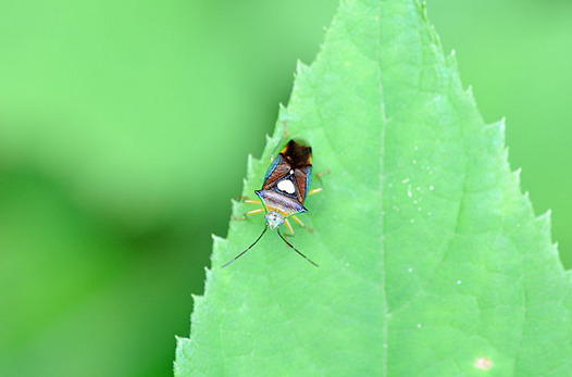 zaki-20130829-esakimonkitsunokamemushi.jpg