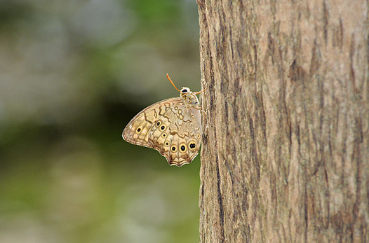zaki-20130829-satokimadarahikage.jpg