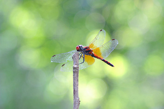 zaki-20130831-nekitonbo.jpg
