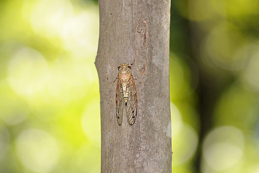 zaki-20130902-tsukutsukuboshi.jpg