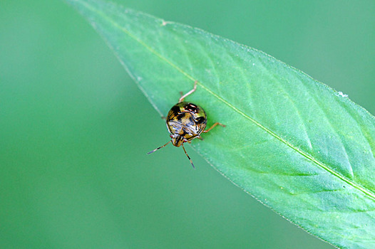 zaki-20130903-chabaneaokamemushi-yochyu.jpg