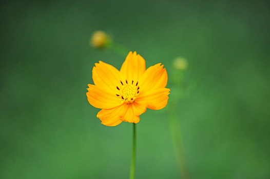 zaki-20130905-kibanakosumosu.jpg
