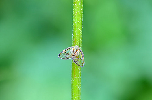 zaki-20130908-sukebahagoromo.jpg