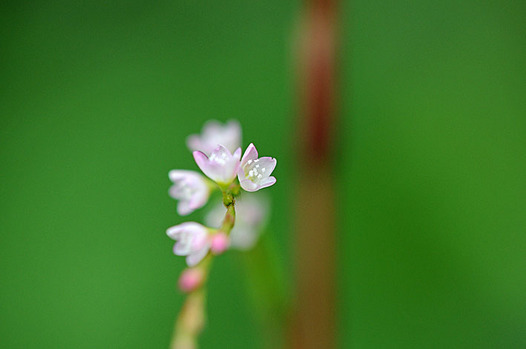 zaki-20130909-bontokutade.jpg
