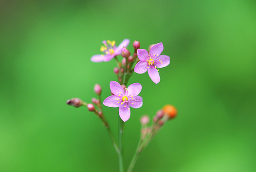 zaki-20130915-hazeran.jpg