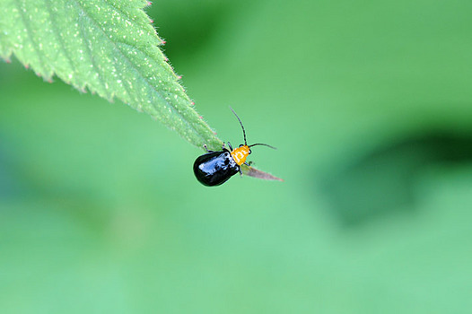 zaki-20130915-kurourihamushi.jpg
