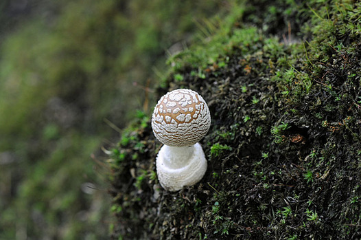 zaki-20130917-tengutake-yokin.jpg