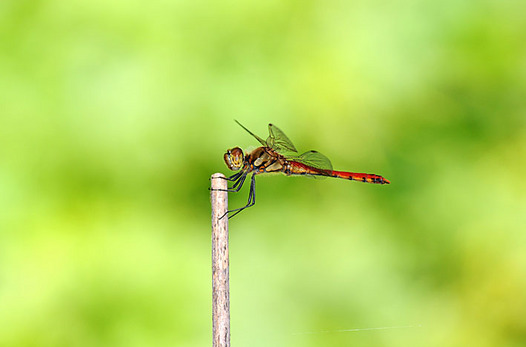 zaki-20130918-akiakane.jpg