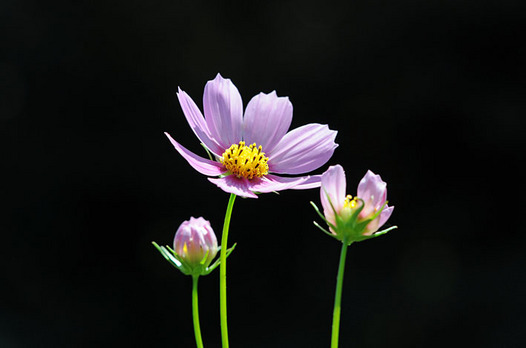 zaki-20130919-kosumosu.jpg