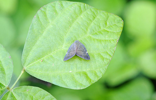 zaki-20130920-amigasahagoromo.jpg