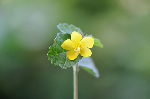 zaki-20130920-karasunogoma.jpg