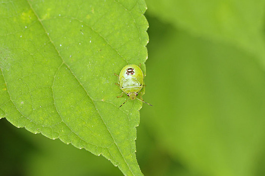 zaki-20130923-chabaneaokamemushi-yochyu.jpg