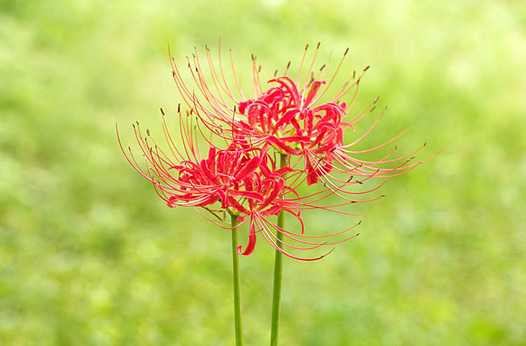 zaki-20130924-higanbana.jpg