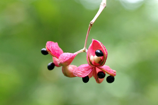 zaki-20130926-gonzui-mi.jpg