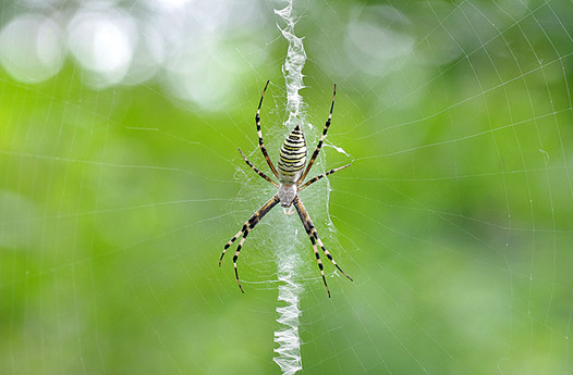 zaki-20130926-nagakoganegumo.jpg