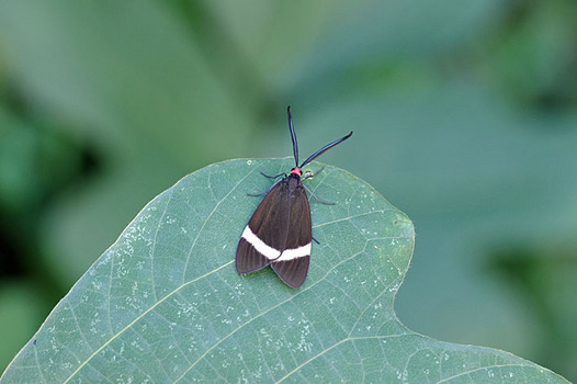 zaki-20130927-hotaruga.jpg
