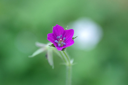 zaki-20130928-gennoshoko.jpg