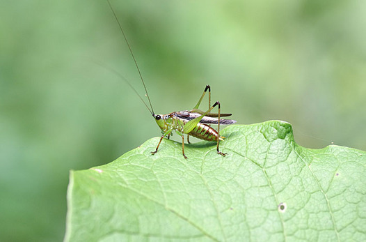 zaki-20130929-sasakiri.jpg