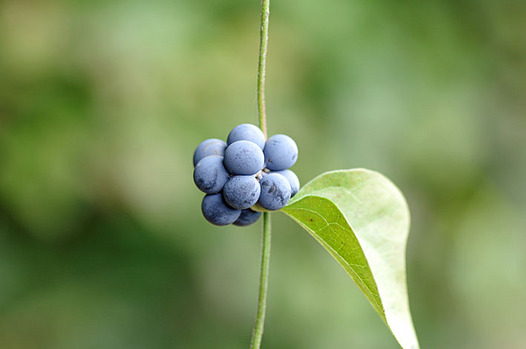 zaki-20130930-aotsuzurafuji-mi.jpg