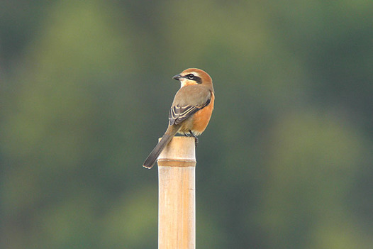 zaki-20130930-mozu-osu.jpg