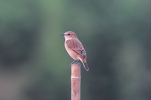 zaki-20130930-nobitaki.jpg