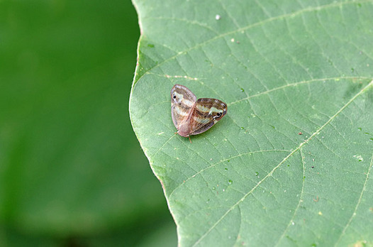 zaki-20131004-bekohagoromo.jpg
