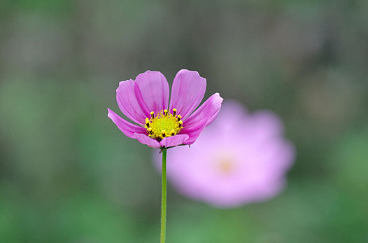 zaki-20131004-kosumosu.jpg