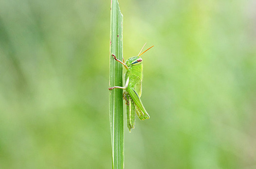 zaki-20131006-tsuchiinago-yochyu.jpg